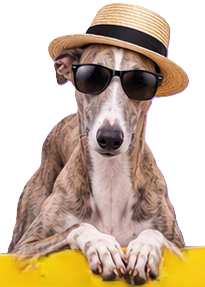Greyhound