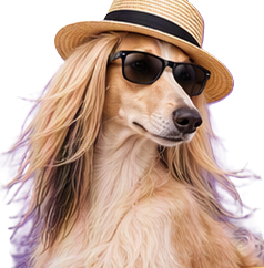 Saluki