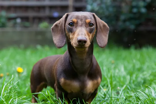Dachshund (Miniature Wire Haired)