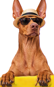 Pharaoh Hound